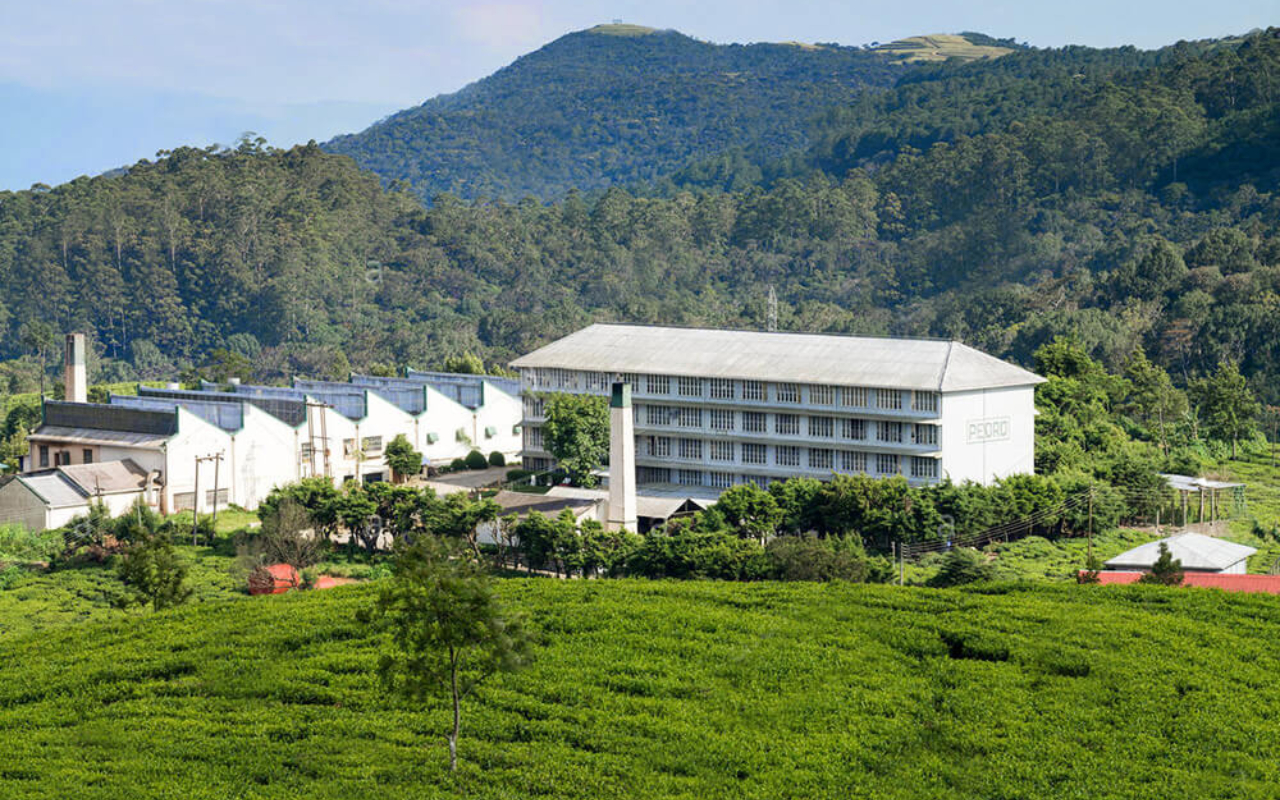 Tea Factory Tour